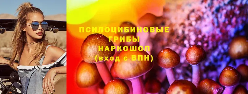 наркотики  Кедровый  Галлюциногенные грибы Psilocybe 